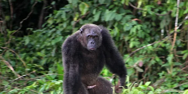Pongo Songo
