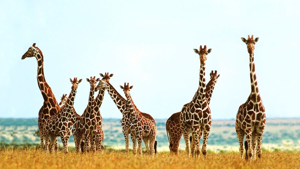 Girafe dans le parc national de Boubandjida au Cameroun