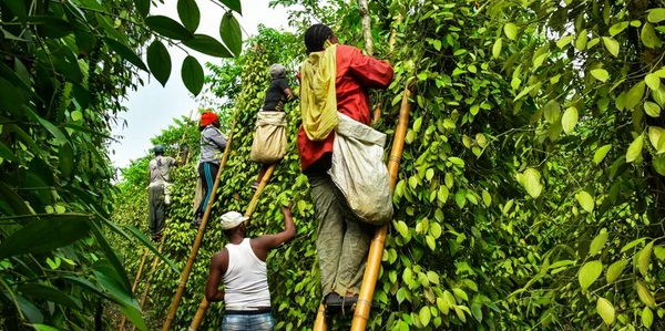 Majestueuses chutes d'Ekon-Nkam et plantation de poivre de Penja