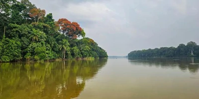 Forêt tropicale Dzanga-Sangha en République centrafricaine