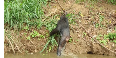 Mangroves et chimpanzés à Pongo Songo, circuit côtier Cameroun Kribi