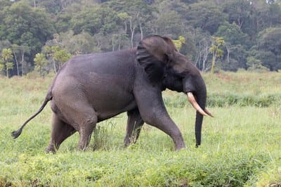 Éléphant de forêt marchant sur une plage du parc national de Loango au Gabon