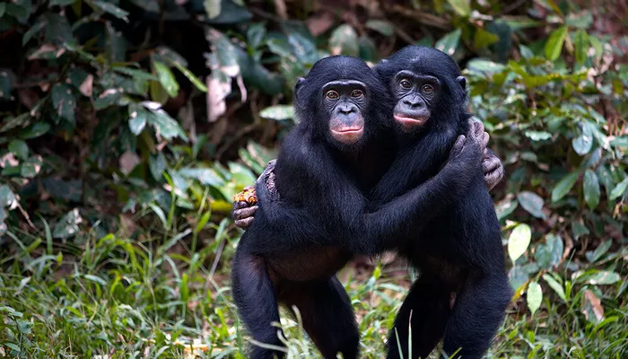 Rencontre avec les bonobos au sanctuaire Lola ya Bonobo