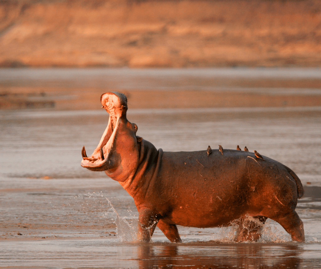 Hippopotames se prélassant dans le fleuve au parc national de la Bénoué