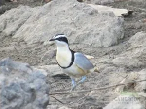 Magnifique oiseau coloré, picatharte du Cameroun, observé lors d'un circuit ornithologique