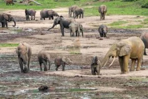 Troupeau d'éléphants dans un parc national d'Afrique Centrale, voyage combiné
