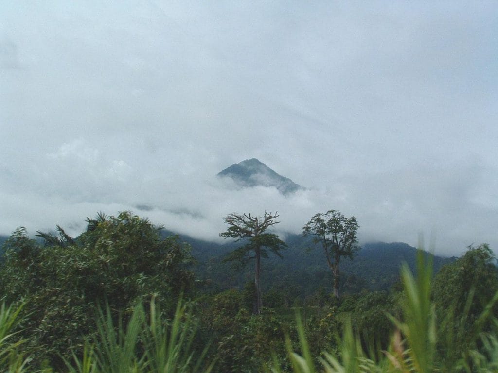 Trekkeurs dans la forêt tropicale dense au début de l'ascension